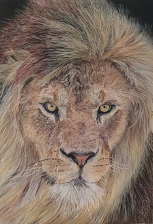 19: "Watching you" - pastels on pastelmat paper - 27x38.5 cm