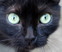 Cat Yaro