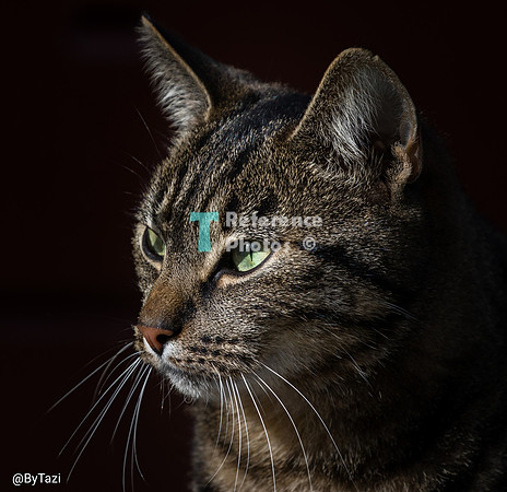 Cat Mowi