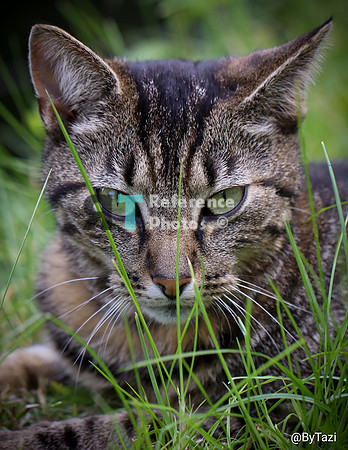 Cat Mowi
