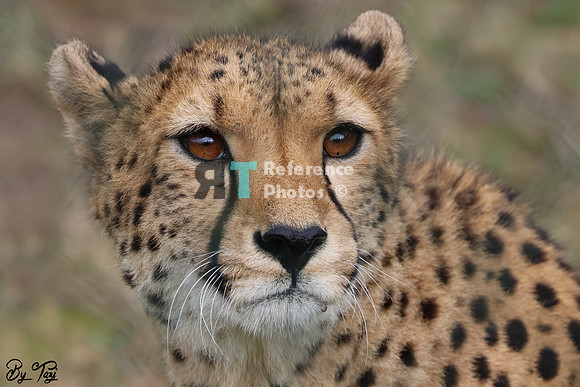 Cheetah