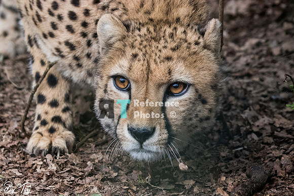 Cheetah