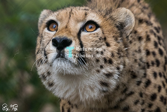 Cheetah