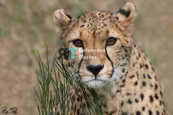 Cheetah