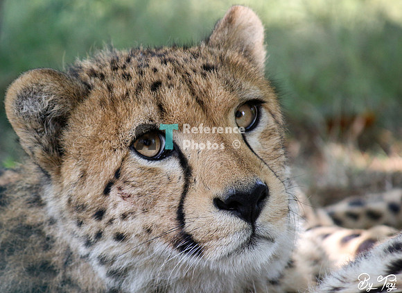 Cheetah
