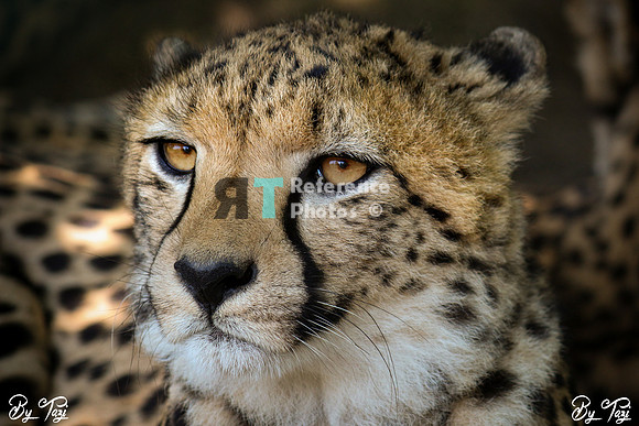 Cheetah