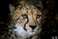Cheetah