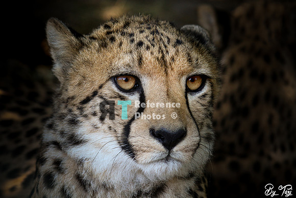 Cheetah