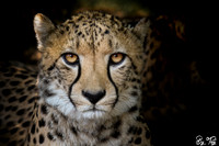 Cheetah