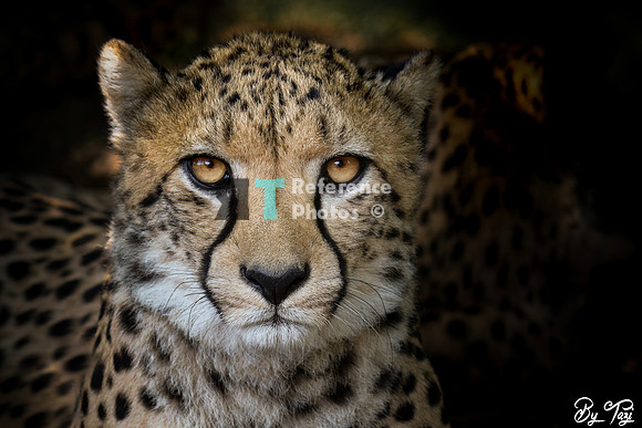 Cheetah