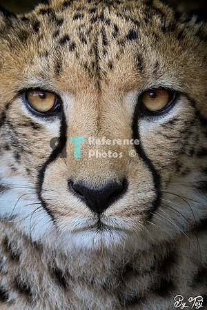 Cheetah