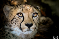Cheetah