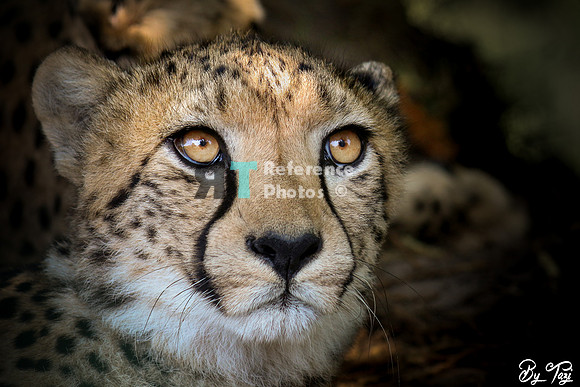 Cheetah