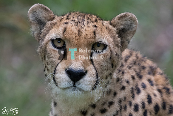 Cheetah