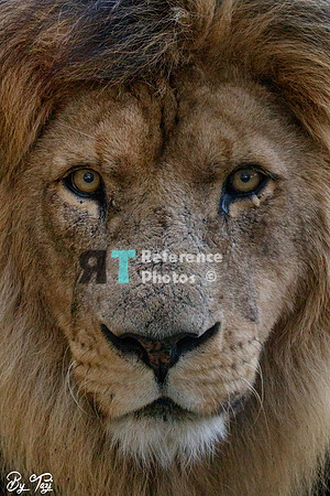 African lion