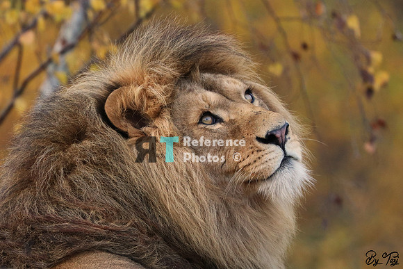 African lion