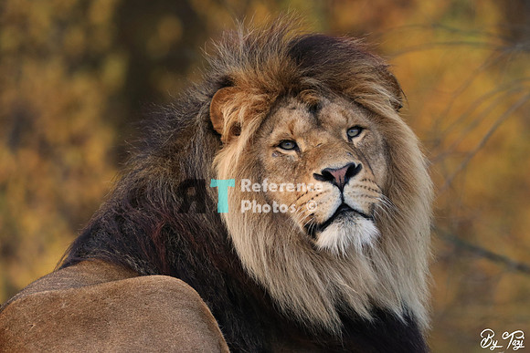 African lion