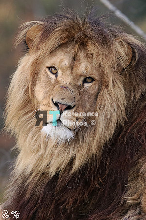 African lion