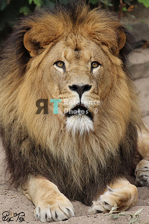 African lion
