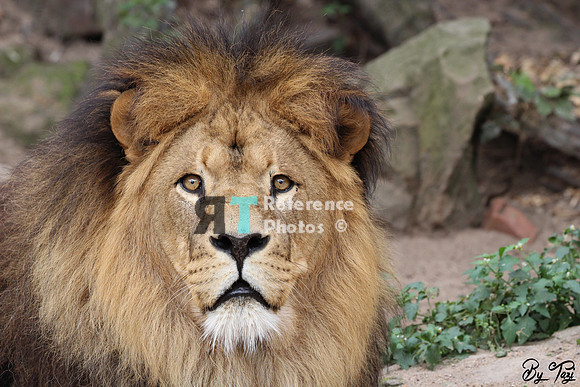 African lion