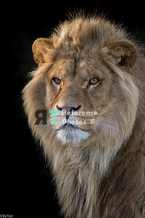 African lion