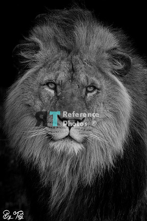 African lion