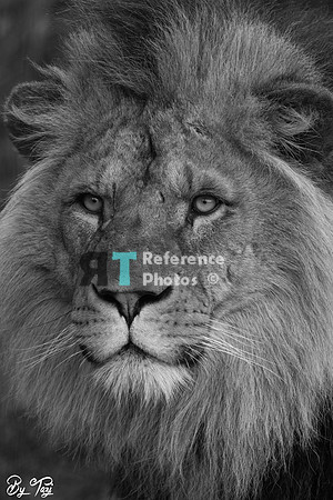 African lion