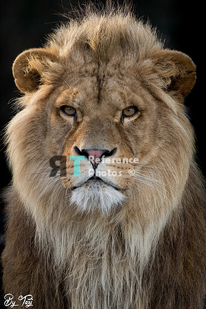 African lion
