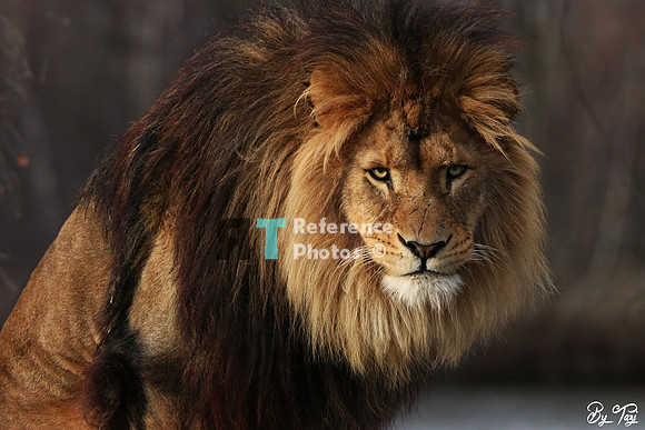 African lion