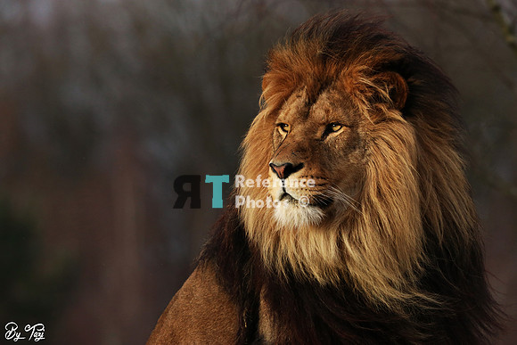 African lion (original edit)
