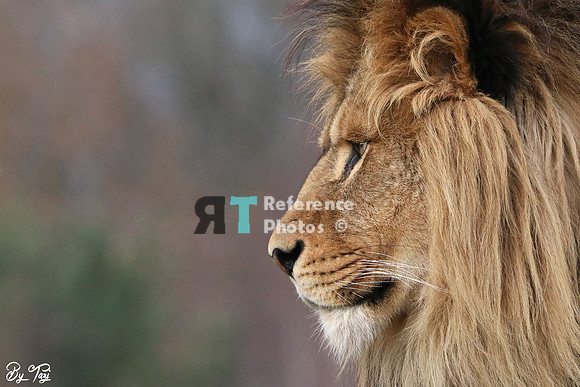 African lion profile