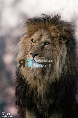 African lion