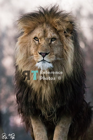 African lion