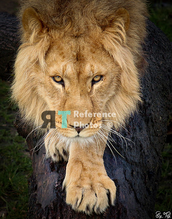 African lion