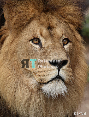 African lion