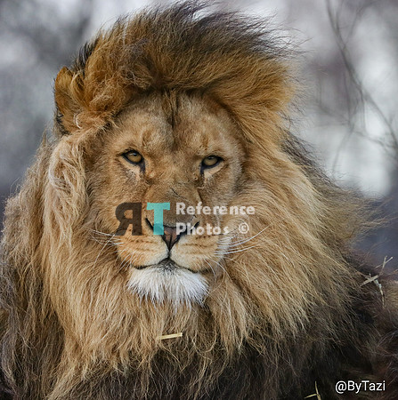 African lion