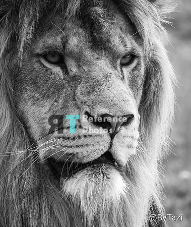 African lion