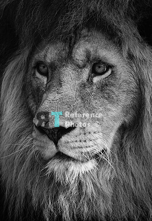 African lion