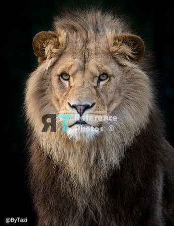 African lion (cropped)