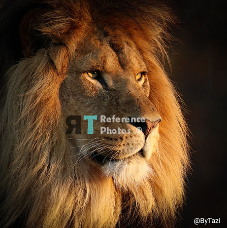 African lion