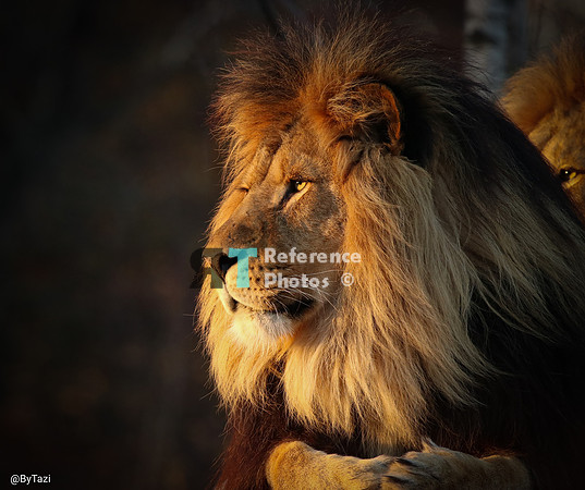 African lion