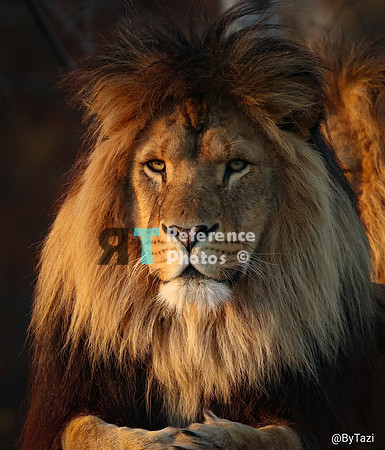 African lion