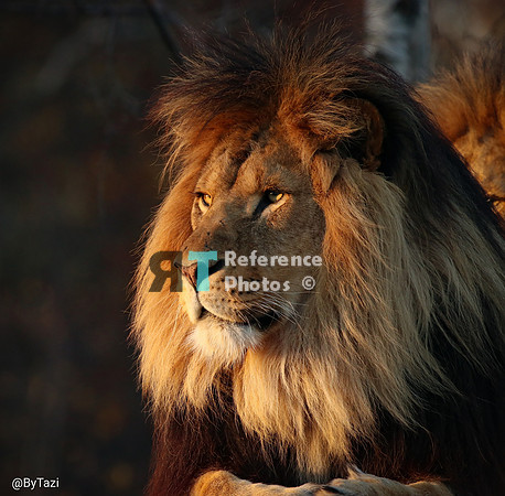African lion