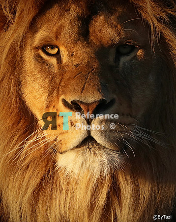 African lion