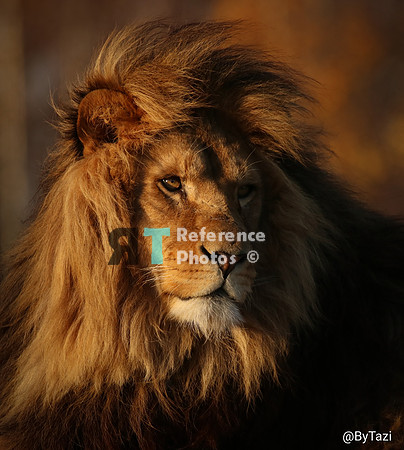African lion