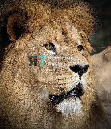 African lion