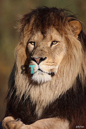 African lion