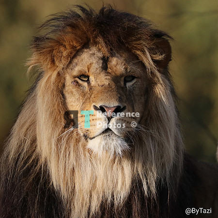 African lion