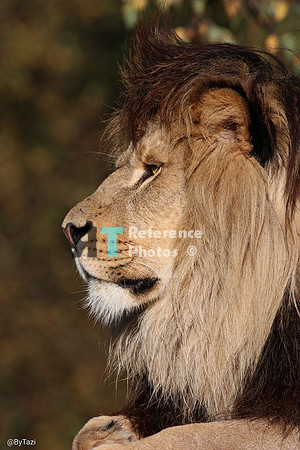 African lion profile