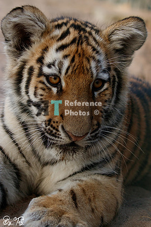 Siberian tiger cub